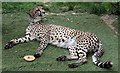 Cheetah at Paradise Wildlife Park, Hertfordshire