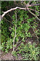 Bryony, teasels and creeping thistles on the verge of the A15