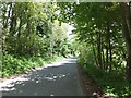 Wooded stretch on the road to Ashkirk