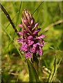 SX9066 : Southern marsh orchid, former Barton tip by Derek Harper