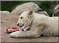 White Lion Cub at Paradise Wildlife Park, Hertfordshire