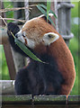 Red Panda at Paradise Wildlife Park, Hertfordshire