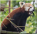 Red Panda at Paradise Wildlife Park, Hertfordshire