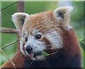 Red Panda at Paradise Wildlife Park, Hertfordshire