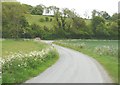 TR2443 : Cow parsley bordering a country lane by John Baker