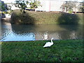 Swan on the bank of The Feeder, Bristol