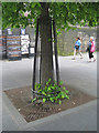 NT2573 : Treeguard and tree grid, High Street by Robin Stott