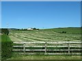 Mown hay west of the B113