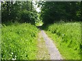 Path through Sandybrook Woodland Trust