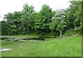 Pond in Sandybrook Woods