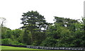 Cadwell Park, cedar