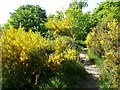 Footpath through broom