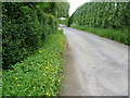 Buttercups in the road verge