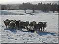 Winter scene near Carronbridge