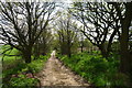 Cycle Route 6 and the Robin Hood Way on New Lane