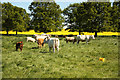 Stainfield cattle