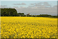 Oilseed rape