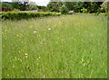 Wild meadow beside St Bart