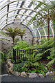 Interior of Benmore Fernery