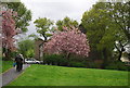 Blossom, Westow Park