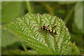 Wasp beetle clytus arietis in Finches Nature Reserve Canewdon