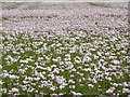 Opium Poppies, Almer