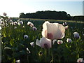 Opium poppy, Almer