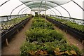 Ferns in the nursery