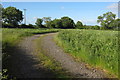 Farm track in the summer