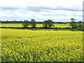 Oilseed rape crop off Gainsborough Road