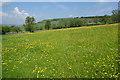 Buttercup field above Bampton Grange