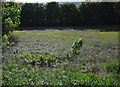 Bluebells near Sourton