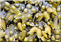 J5980 : Seaweed, Donaghadee (1) by Albert Bridge