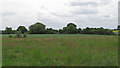 Footpath through farmland, near Northtofts, Wethersfield