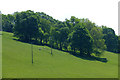 Trees on a hillside