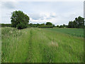 Footpath through arable land, Finchingfield