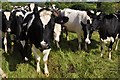 North Somerset : Cattle Grazing