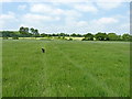 Off the lead in a hayfield