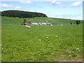 Sheep pasture near Dhualt