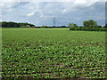 Crop field, Highfield farm