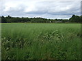 Oilseed rape crop towards Pickworth