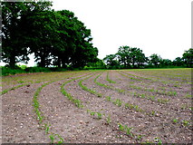 SP3971 : Maize Field near Princethorpe by Nigel Mykura
