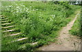 Oakham Nature Reserve, Mansfield, Notts.