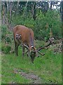 Stag on the Chobham Ridge