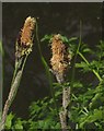 Sedge by the Basingstoke Canal