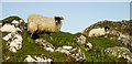 Scalasaig sheep