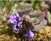 NT1570 : Ground Ivy (Glechoma hederacea syn Nepeta glechoma) by Anne Burgess