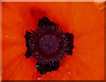 Poppy in Garden in Halfhides, Waltham Abbey, Essex