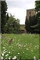 Wildflowers growing in the churchyard at Upton Bishop