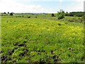 A field with buttercups, Aghagolan